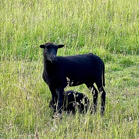 Uuelu Turismitalu Nyaraló Kõrkküla