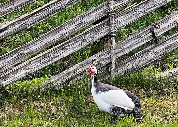Uuelu Turismitalu Nyaraló *