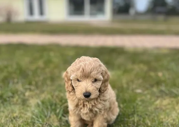 Uuelu Turismitalu Nyaraló Kõrkküla